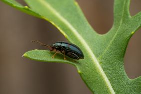 close up of flea beetle on arugula leaf