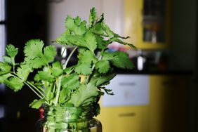 fresh cilantro in a jar