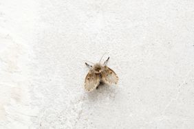 drain fly on white stone surface
