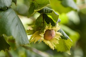 close up of a hazelnut tree