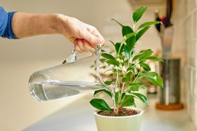 Person watering plant indoors 