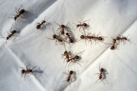 ants on white napkin tablecloth