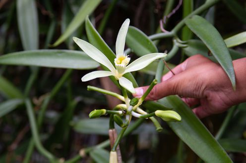 vanilla orchid plant blooming