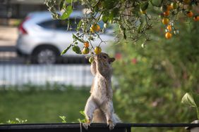 squirrel eating tomatoes