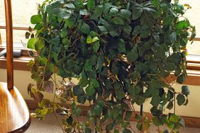 Grape Ivy Cissus