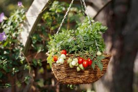 cherry tomato plant in hangingbasket