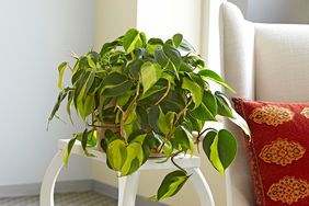 Heartleaf Philodendron on white table in living room