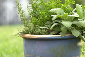 herbs growing in planter including sage and rosemary