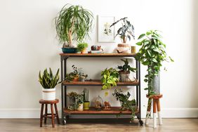 Shelf with houseplants
