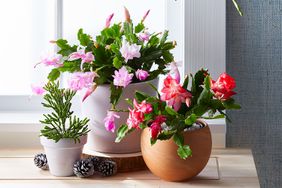 potted Christmas cactus plants with pink and red blooms