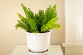 foxtail asparagus fern in white indoor planter