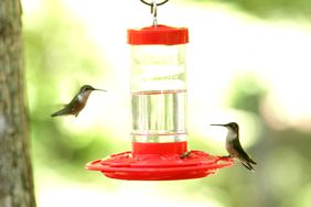 hummingbirds at bird feeder