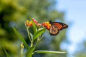 Monarch butterfly on Asclepias curassavica milkweed 