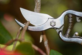 detail of a pair of secateurs pruning a rhododendron