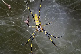 Nephila clavata Joro spider