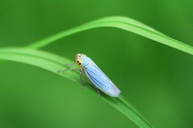 close up of leafhopper on a blade of grass