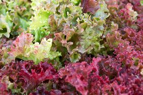 lollo-rossa-leaf-lettuce-8aafd17c