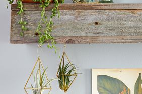 rustic shelf and hanging brass air plant holders