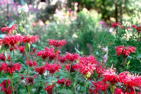 mondarda bee balm with red flowers