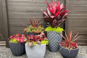 all red and pink grouping of container garden plants