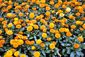 orange calendula flowers 