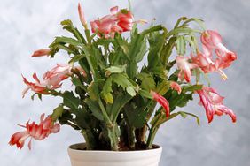 Christmas Cactus in white pot with pink flowers