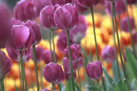 pink tulips Negrita flower