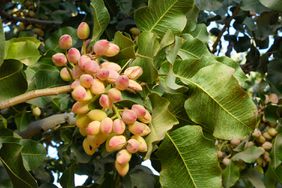 close up of a pistachio tree