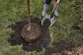 woman shoveling dirt to back fill tree hole