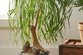 ponytail palm houseplant