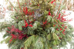 red berries evergreen winter container