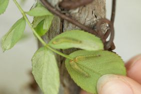 rose slugs green worms on leaf
