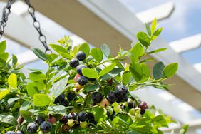 Sapphire Cascade Blueberries in hanging basket from Bushel and Berry
