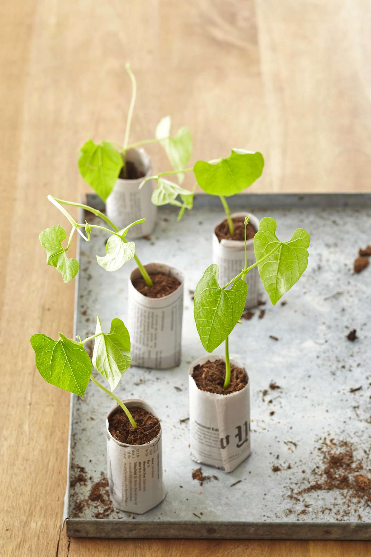 4 DIY Seed-Starting Pots You Can Make With Items You Already Have