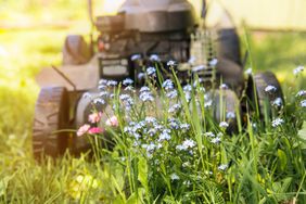 lawn mover near natural wild flowers for pollinating insects 