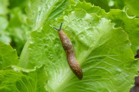 close up of slug on lettuce leaf