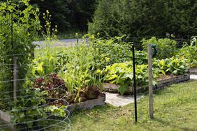 Small permaculture garden on parcel of land.