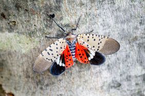 spotted lanternfly on maple tree