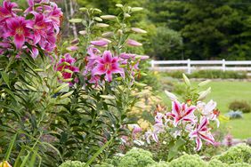 garden bed with statuesque asiatic lilies