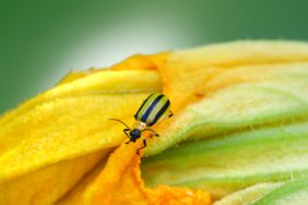 close up of striped beetle on squash blossom