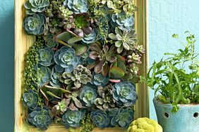 succulent picture painted frame