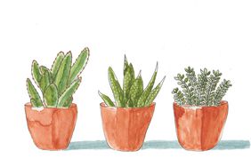 illustration of succulents in pots
