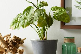 Syngonium podophyllum plant on table against wall