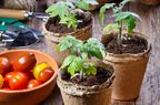 tomato seedlings 