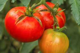 tomato Moskvich