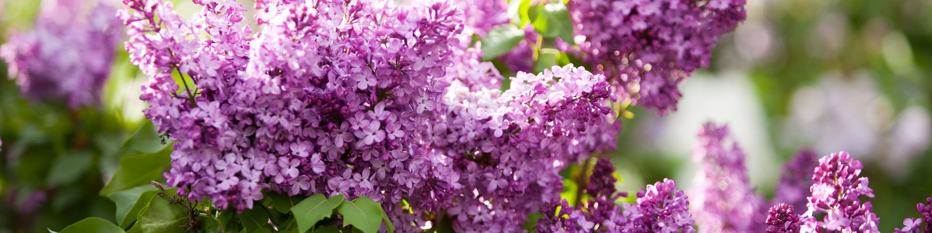 close up of a lilac bush