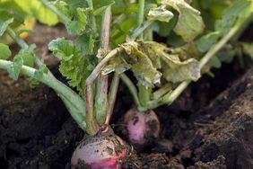 turnips sitting in garden bed