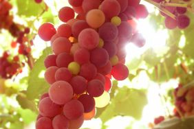 vitis canadice red grape vines