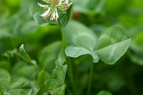 detail of white clover weed and flower head