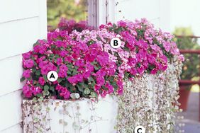 Window Box with Accent Pink Pink Swirl Impatiens Silver Falls Dichondra